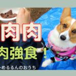 【初心者でも出来た！コーギー犬と念願のデイキャンプ！】可愛いお友達コーギーと肉を巡って！？ #bbq  #corgi  #犬