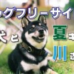 【犬と夏キャンプ】広々ドッグランサイトとはじめての川遊びで1泊2日を満喫！【山梨県南アルプス市・ウエストリバーオートキャンプ場】