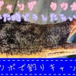 【釣りキャンプ】ウツボが釣れたらすべき事