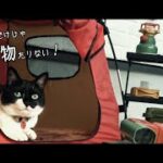 初心者ニャンパー初めてキャンプをする猫【前編】