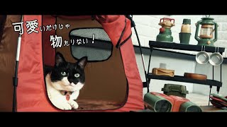 初心者ニャンパー初めてキャンプをする猫【前編】