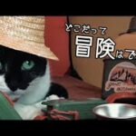 初心者ニャンパー初めてキャンプをする猫【中編】