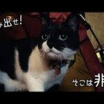 初心者ニャンパー初めてキャンプをする猫【後編】