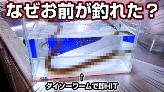 釣りど初心者がDAISOのワームを河口に投げてみたら4投目で釣れてビビった…