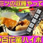 【キャンプ飯】ハチミツの収穫やってみた。幻の百花蜜ハイボールの味はいかに？非加熱、純粋蜂蜜。