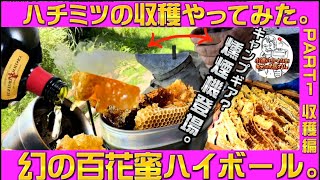 【キャンプ飯】ハチミツの収穫やってみた。幻の百花蜜ハイボールの味はいかに？非加熱、純粋蜂蜜。