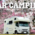 【お花見キャンプ】桜の下で焚き火と料理｜キャンピングカー車中泊