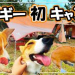 【コーギー】愛犬プリンの初めてのキャンプで知られざる本能が・・・！？