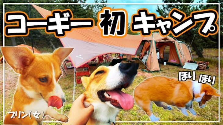 【コーギー】愛犬プリンの初めてのキャンプで知られざる本能が・・・！？