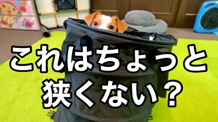 【失敗】追加購入したキャンプ道具はチョイスミス！忘れてた、あのアイテムも！［しゃべる犬 ジャックラッセルテリア］