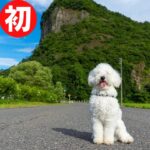 【犬とキャンプ】新潟県三条市にある八木ヶ鼻オートキャンプ場に行ったら最高だった!!