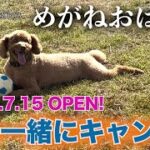 「めがねおばさん」犬と一緒に初めてのキャンプ🔥夜になっておじさんわんこはテントでぐっすり💤めがねおばさんは暑さでグッタリ🛌