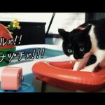 夏の水辺でキャンプしたら楽しすぎた猫【中編】