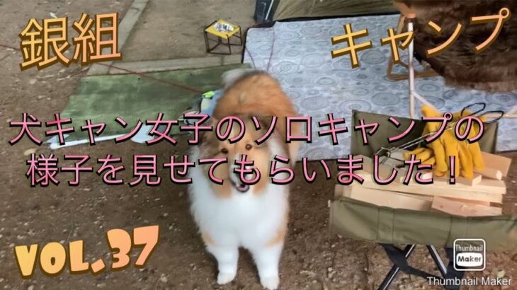 銀組キャンプ　vol.37 犬キャン女子のソロキャンプの様子を見せてもらいました！