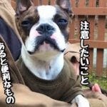 犬連れキャンプ初心者が1年キャンプしてわかったこと