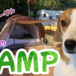 【Vlog vol.11】やんちゃビーグルはじめてのキャンプ – Beagle’s first time of camp