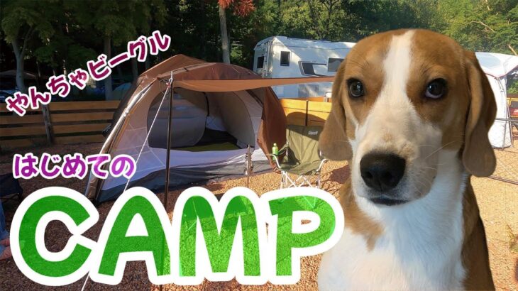 【Vlog vol.11】やんちゃビーグルはじめてのキャンプ – Beagle’s first time of camp