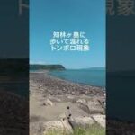 九州一周ソロキャンプの旅③鹿児島県♪指宿エコキャンプ場⛺️初心者におすすめ！#shorts #九州一周 #ソロキャンプ #指宿