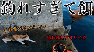 【エギング】アオリイカが釣れすぎてネコのエサになる！？初心者でも簡単に釣れる秋のエギングが楽しすぎた