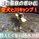 【愛犬と川キャンプ！本当は教えたくない！仙見川（五泉市）！透き通った川！ファミリーに大人気！夏の最後の思い出！】