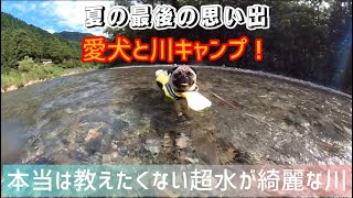 【愛犬と川キャンプ！本当は教えたくない！仙見川（五泉市）！透き通った川！ファミリーに大人気！夏の最後の思い出！】