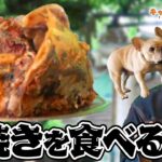 【ソロキャンプ料理】美味すぎて草彅剛&クルミが大興奮！マグロの兜焼きがついに完成しました！【草彅剛のキャンプはじめました】