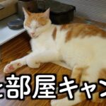 キャンプ道具を自由に使ってお昼寝する元保護猫