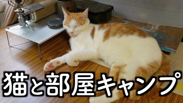 キャンプ道具を自由に使ってお昼寝する元保護猫