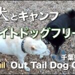 【犬とキャンプ】柴犬大喜び！全サイトがドッグラン付きのワンテイルドッグキャンプ館山で愛犬と自由なキャンプを満喫！