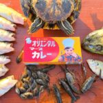 この料理ヤバすぎるッ‼外来種獲って食べる最強のキャンプ飯を開発‼【琵琶湖ガサガサ探検記105】