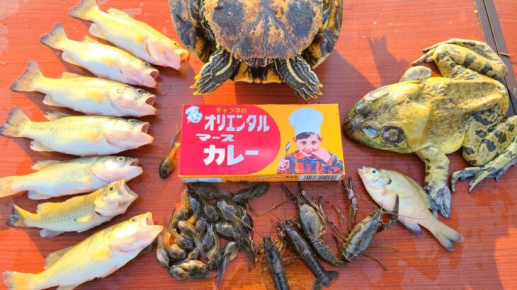 この料理ヤバすぎるッ‼外来種獲って食べる最強のキャンプ飯を開発‼【琵琶湖ガサガサ探検記105】