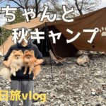 【愛犬とキャンプ】初心者でも楽しめる1泊2日のキャンプ旅行！　#キャンプ #ポメラニアン  #埼玉県飯能市 #多頭飼い