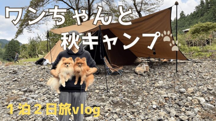 【愛犬とキャンプ】初心者でも楽しめる1泊2日のキャンプ旅行！　#キャンプ #ポメラニアン  #埼玉県飯能市 #多頭飼い