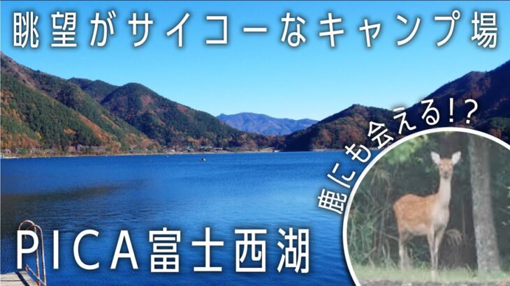 【PICA富士西湖】ファミリー初心者も楽しめる自然豊かなおすすめキャンプ場紹介🏕