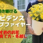 PWビデンスキャンプファイヤー！植え方・育て方・冬越し！初心者にも超おすすめのお花