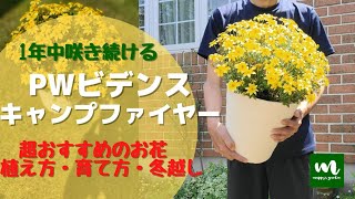 PWビデンスキャンプファイヤー！植え方・育て方・冬越し！初心者にも超おすすめのお花