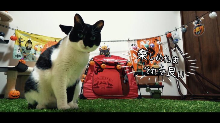 雨の日に部屋キャンプでハロウィンを満喫する猫【前編】