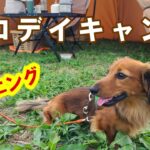 【犬連れソロデイキャンプ】丸飲みにビックリさせられてプチパニック💦【ミニチュアダックスフンド　もく】