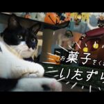 雨の日に部屋キャンプでハロウィンを満喫する猫【後編】