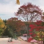 2022年秋の風景-KAYANO camp ground(カヤノキャンプグランド) 公式-関東-埼玉県寄居町キャンプ場-オート・ソロ・初心者も子どもさんも歓迎-お風呂付き-関越花園ICから約17分