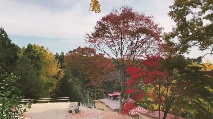 2022年秋の風景-KAYANO camp ground(カヤノキャンプグランド) 公式-関東-埼玉県寄居町キャンプ場-オート・ソロ・初心者も子どもさんも歓迎-お風呂付き-関越花園ICから約17分