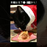 クリスマスケーキと薪ストーブでキャンプの夜を堪能する猫#キャットcatキャッツ#shorts