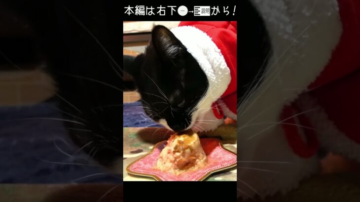 クリスマスケーキと薪ストーブでキャンプの夜を堪能する猫#キャットcatキャッツ#shorts