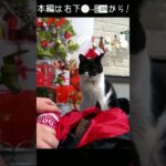 日没と競争するようにクリスマスキャンプの撤収をする猫#キャットcatキャッツ#shorts