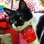 外は寒すぎ！室内キャンプで節分する事にした猫【02月#1】