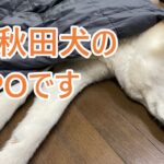 【camp studio】秋田犬popoさんのキャンプ用品レビュー（辛口）【BUNDOK】スリーピングマットを検証します