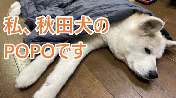 【camp studio】秋田犬popoさんのキャンプ用品レビュー（辛口）【BUNDOK】スリーピングマットを検証します