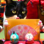 ひな祭りキャンプのご飯を楽しむ猫【03月#2】