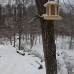 【安曇野】キャンプ場の小鳥　長野県あづみのくぬぎの森キャンプ場　野鳥　バードウォッチングbird watching