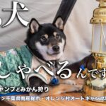 しゃべる柴犬とキャンプとみかん狩り【千葉県・オレンジ村オートキャンプ場場内紹介】